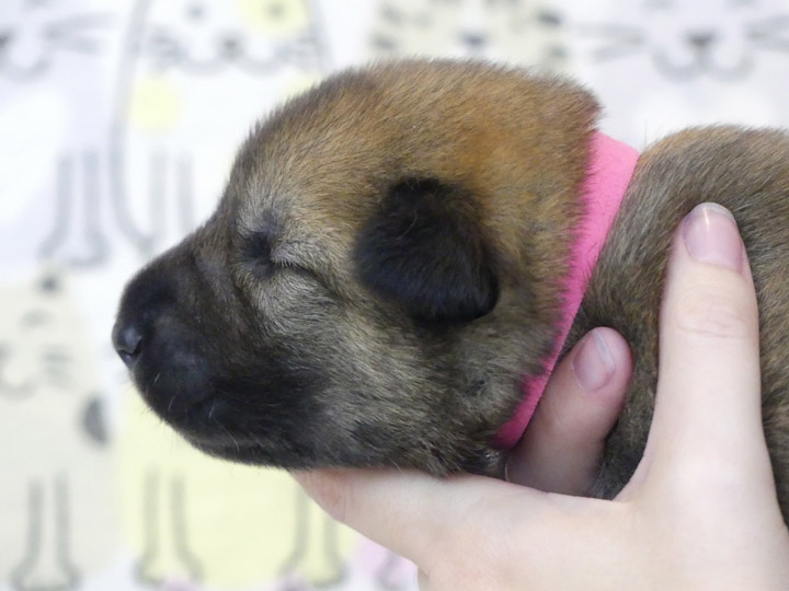 chinook puppy